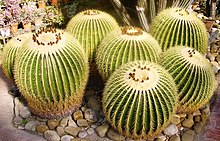 Echinocactus grusonii PA.jpg