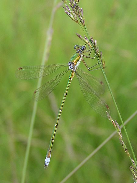 Fil:Lestes virens01.jpg