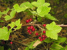 Ribes spicatum1 2006-07-18.JPG