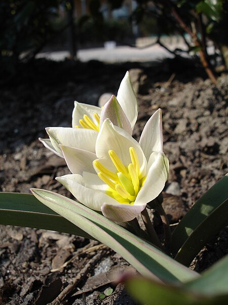 Fil:Tulipa polychroma1a.UME.jpg