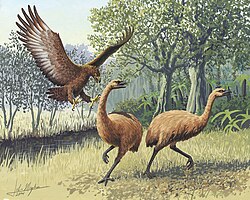 Konstnärsillustration av Haasts örn, attackerande sitt vanliga byte - de största moafåglarna. Notera proportionerna hos de inblandade: moafågeln på bilden är närmare 3 meter hög.
