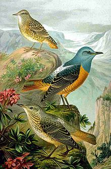 Illustration av stentrast. En adult hona och hane i förgrunden och en subadult fågel i bakgrunden.