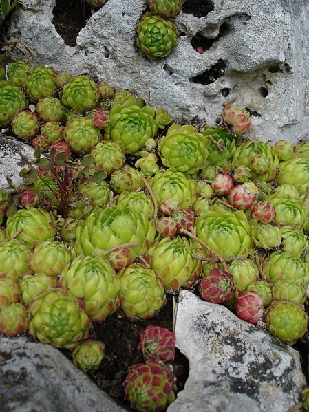 Fil:Sempervirum soboliferum.jpg