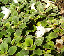 Nejlikepiskia (A. dianthiflora)