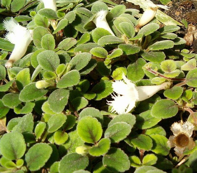 Fil:Alsobia dianthiflora HabitusFlowers BotGardBln0906a.jpg