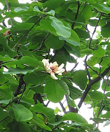 Magnolia hypoleuca 2.jpg