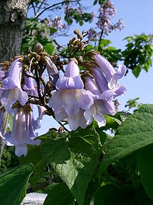 Kejsarträd (P. tomentosa)