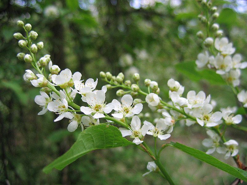 Fil:Prunus padus flowers.jpg