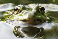 Wasserfrosch.jpg