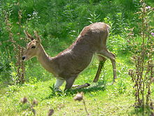 Bergsrörbock, hona