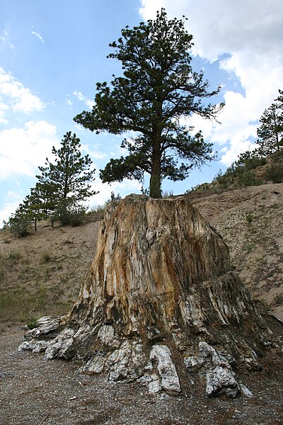 Fil:Big Stump.jpg