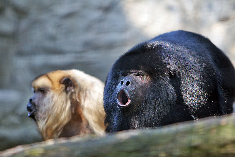 Fil:Howler monkey.jpg