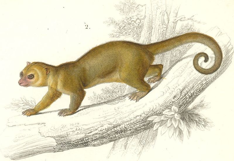 Kinkajou.jpg