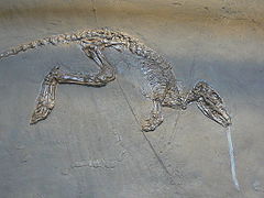 Fossil av Leptictidium i Muséum national de l'histoire naturelle, Paris