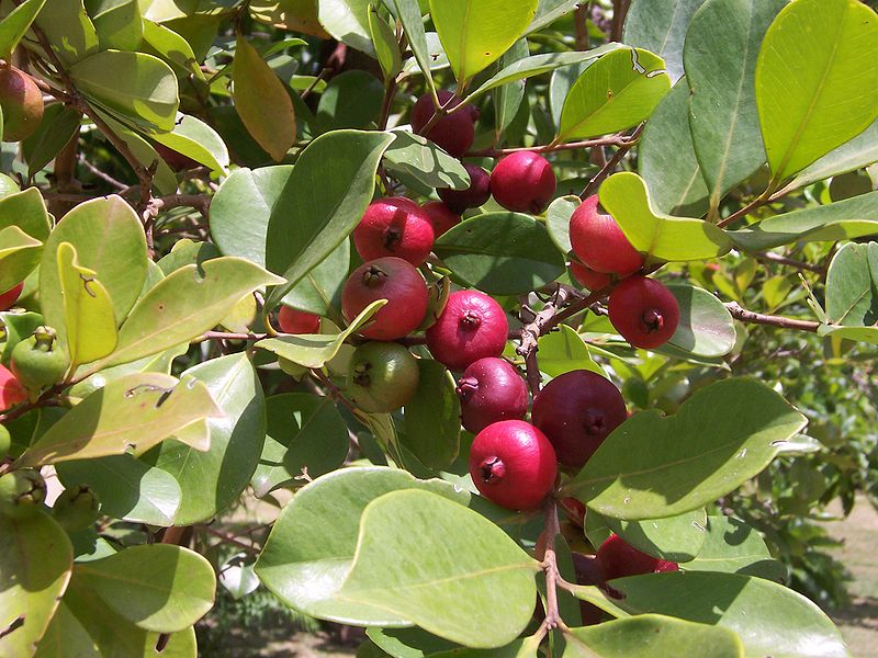 Fil:Psidium cattleyanum fruits.JPG