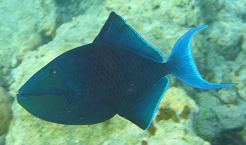 Fil:Redtoothed triggerfish.jpg