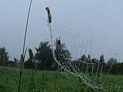 Wet spider web.jpg