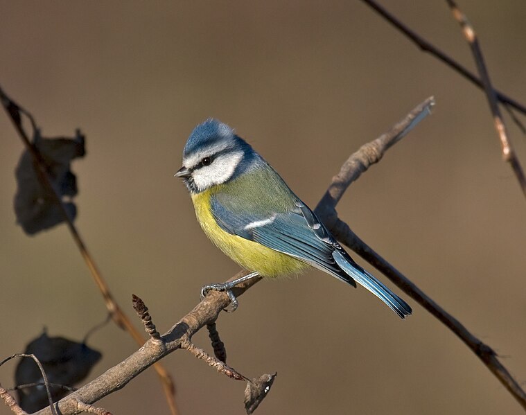 Fil:Blue-Tit.jpg