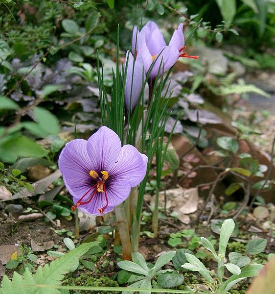 Fil:Crocus sativus1.jpg