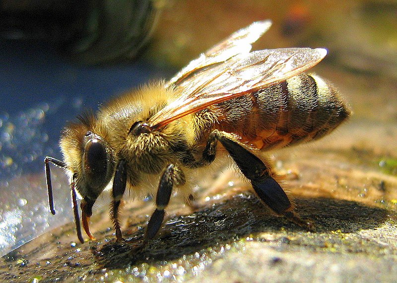 Fil:Drinking Bee.jpg