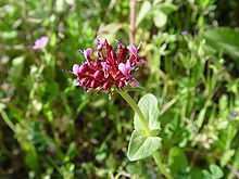 Algersallat (Fedia cornucopiae)