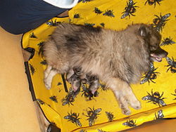 Keeshond.JPG