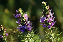 Liatris glandulosa1texas mustang.jpg