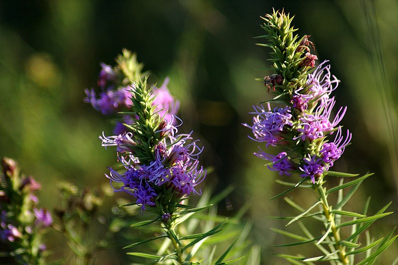 Fil:Liatris glandulosa1texas mustang.jpg