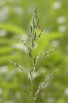 Poa.nemoralis.jpg