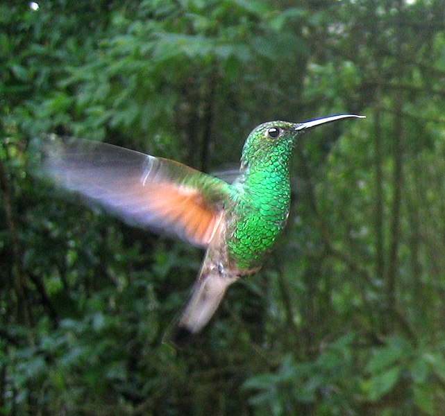 Fil:Stripe-tailed Hummingbird.jpg