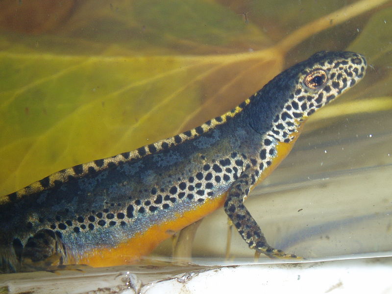 Fil:Triturus alpestris.jpg