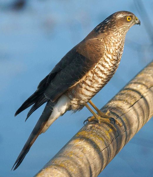 Fil:Accipiter nisus.jpg