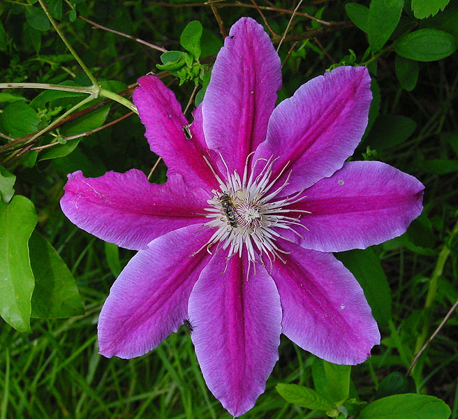 Fil:Clematis ruppel A.jpg