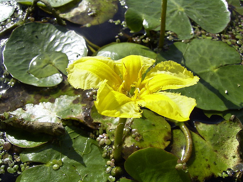 Fil:NymphoidesPeltata-flower1.jpg