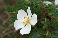 Rosa pimpinellifolia-01 (xndr).jpg