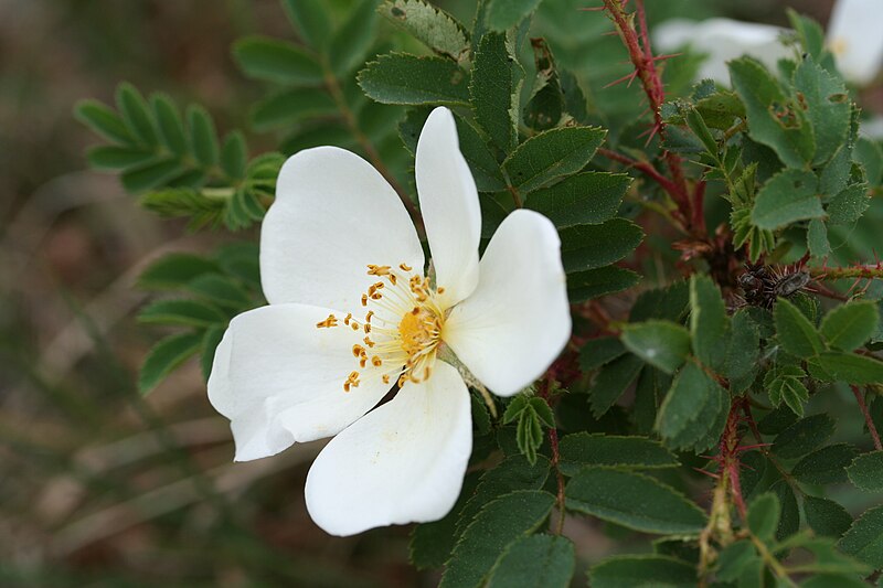 Fil:Rosa pimpinellifolia-01 (xndr).jpg