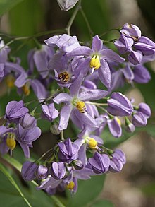 Solanum seaforthianum1ScottZona.jpg