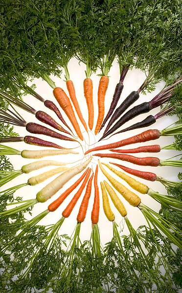 Fil:Carrots of many colors.jpg
