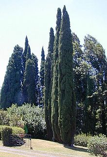 Äkta cypress (C. sempervirens)