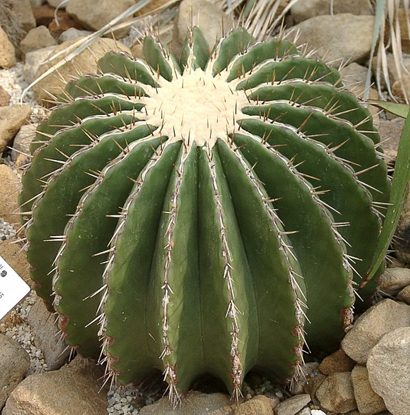 Fil:Echinocactus ingens3.jpg