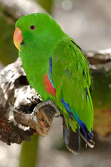 Fil:Eclectus Parrot - melbourne zoo.jpg