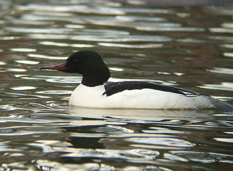 Fil:Mergus merganser m.jpg