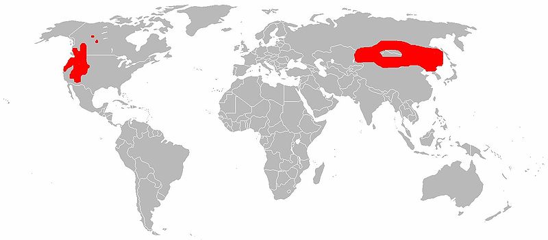 Fil:Range map Cervus canadensis.jpg