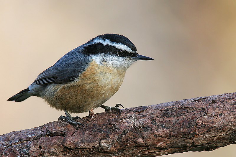 Fil:Red-breasted-Nuthatch.jpg