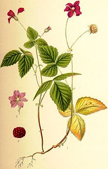 Rubus arcticus åkerbär.jpg