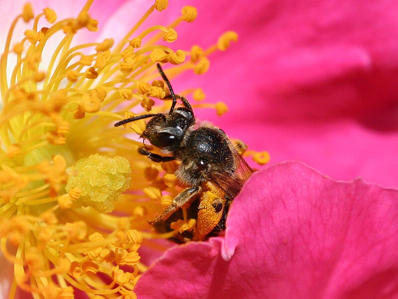 Fil:Bee pollenating a rose.jpg