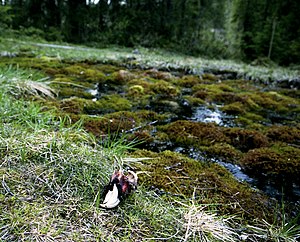 Fillstabäckens naturreservat