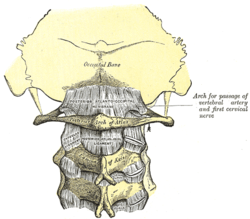 Nackens atlantooccipitalmembran och atlantoaxialligament