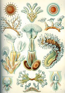 "Bryozoa", från Ernst Haeckels Kunstformen der Natur, 1904