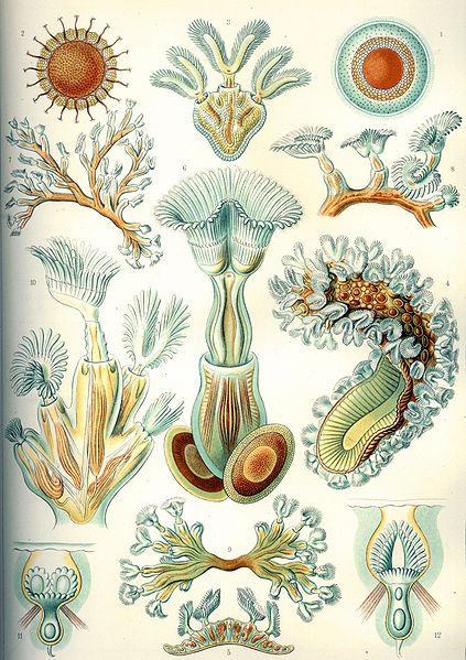 Fil:Haeckel Bryozoa.jpg